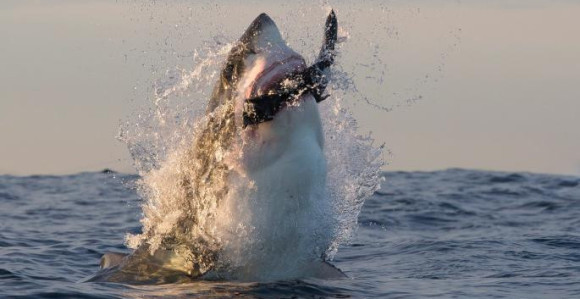 Trst: Morski pas na 20 metara od obale!