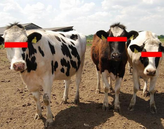 Krave uništile eksperiment?!