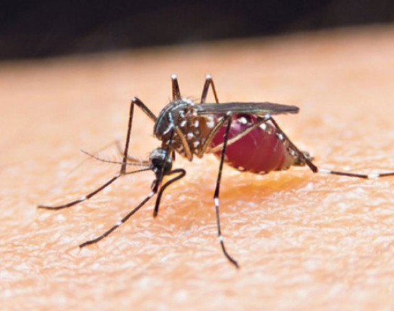 U Novom Sadu nađeni komarci sa virusom Zapadnog Nila