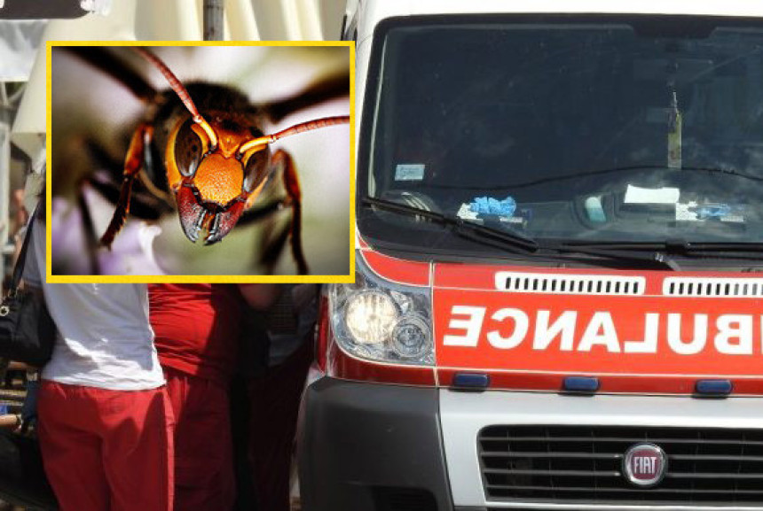 Roj stršljenova napao staricu 