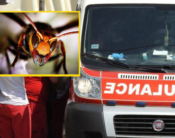 Roj stršljenova napao staricu 