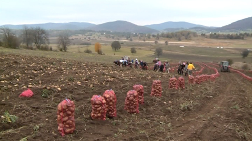 Rogatički krompir i dalje se veoma cijeni