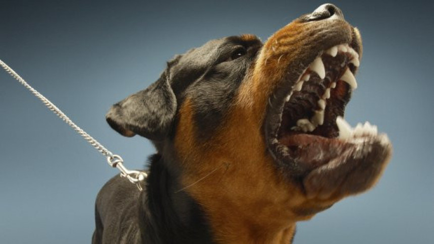 Stravično: Pas ubio vlasnicu kod Čoke
