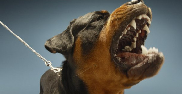 Stravično: Pas ubio vlasnicu kod Čoke