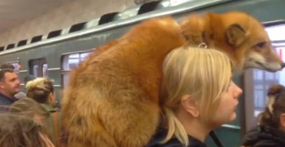 Sa lisicom u moskovski metro