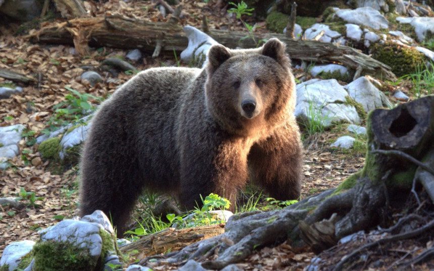 BiH: Medvjedi odlaze na zimski počinak