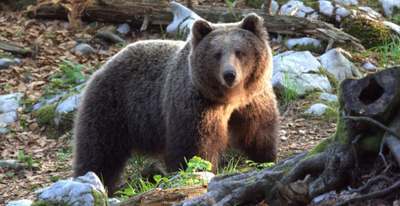 BiH: Medvjedi odlaze na zimski počinak