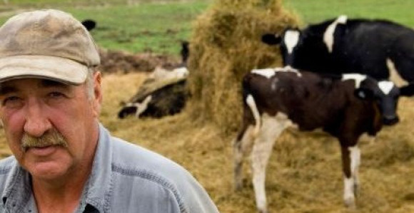 On sređuje krave i dobro zarađuje!