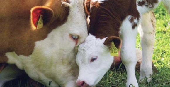 Prodaju stoku zbog naoružanja