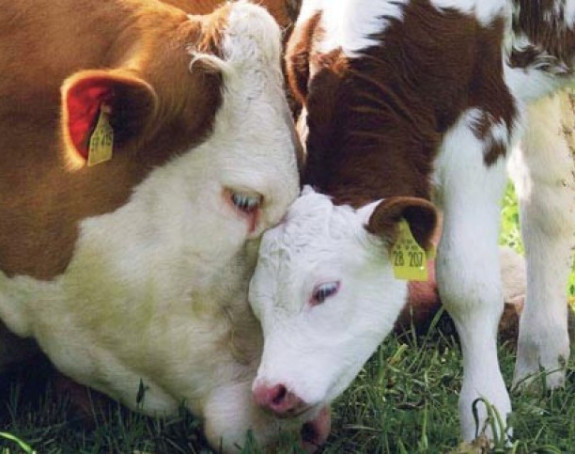 Prodaju stoku zbog naoružanja