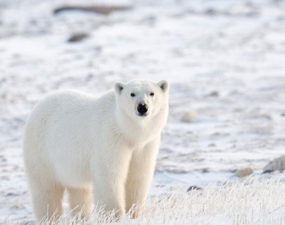 Polarni medvjedi izumiru za 30 godina?
