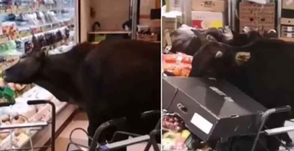 Хонг Конг: Краве ушле у продавницу
