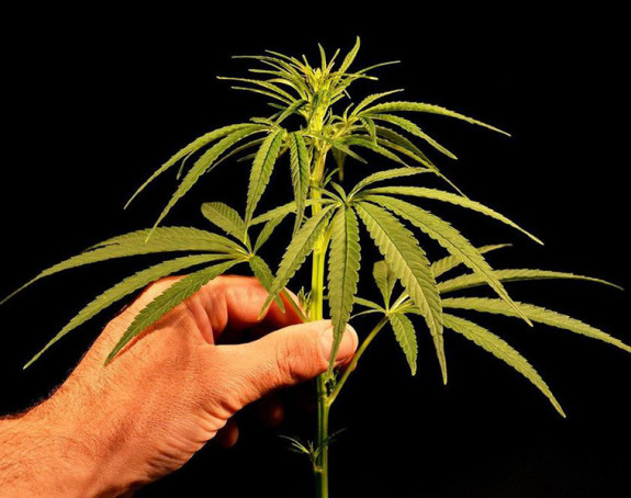 Тинејџер зачинио торту марихуаном