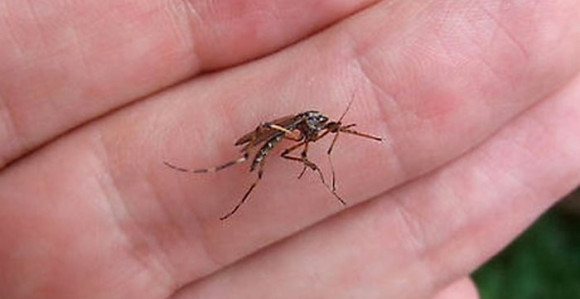 Tigrasti komarac u pet gradova Srpske!