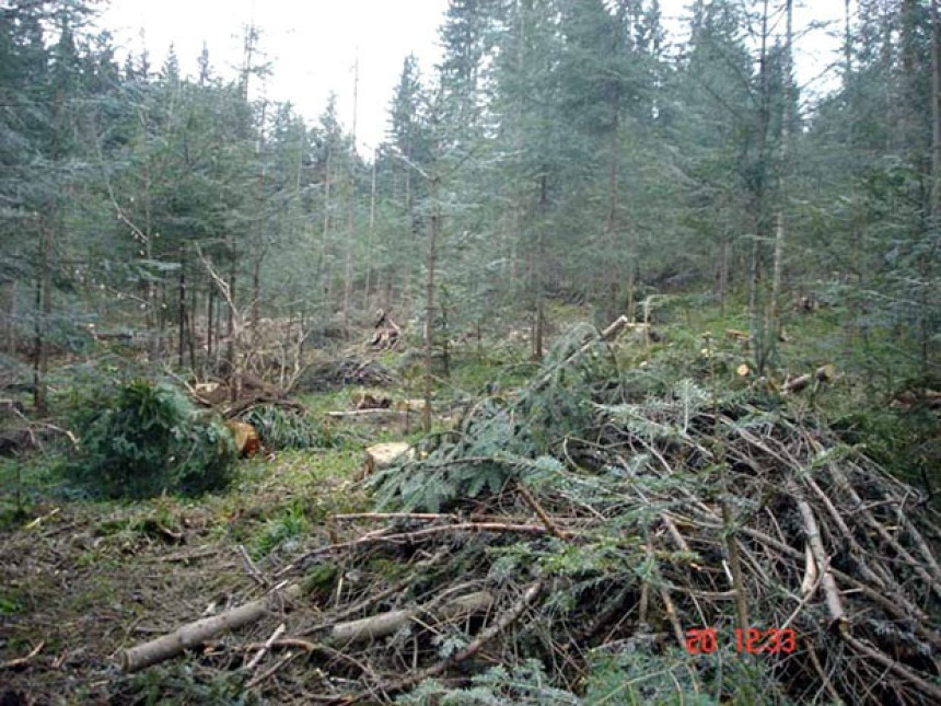 Катастрофа: Суше се романијске шуме