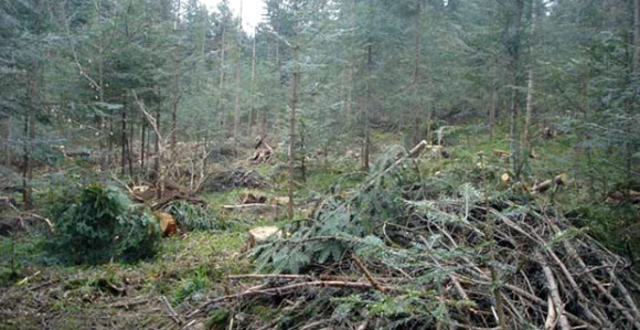 Katastrofa: Suše se romanijske šume