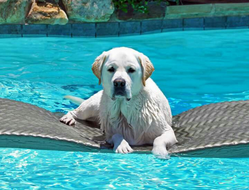 Danas sunčano, temperatura 34ºC