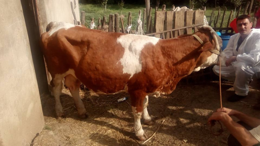 Kontrola goveda radi sprečavanja bolesti