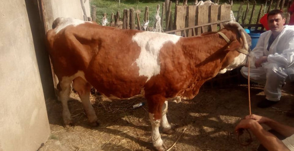 Kontrola goveda radi sprečavanja bolesti 