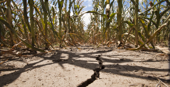 Suša u RS agraru zadala udarac