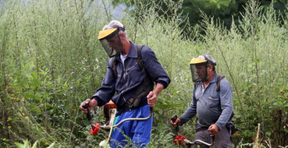 Zbog ambrozije kišu i zdravi