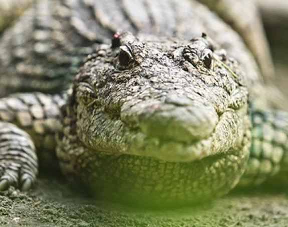 Šetala sa psom, pojeo je aligator