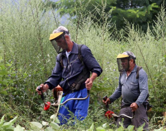 Zbog ambrozije kišu i zdravi
