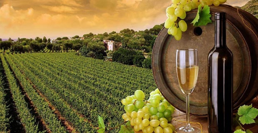 Opada proizvodnja vina širom svijeta