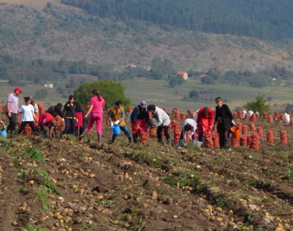 Кромпир из БиХ прескуп за ЕУ