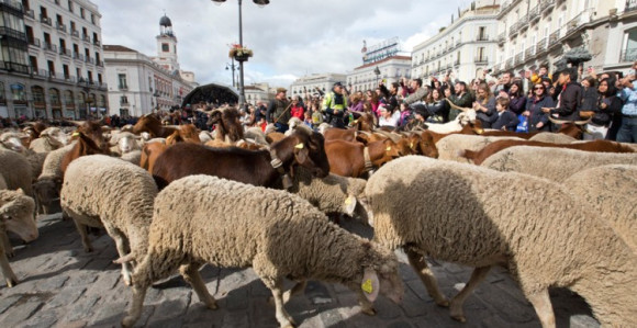 Стада оваца преплавила главне улице Мадрида  