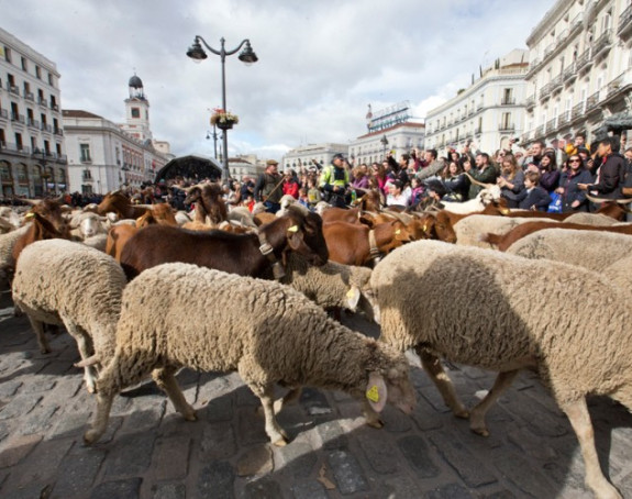 Стада оваца преплавила главне улице Мадрида  