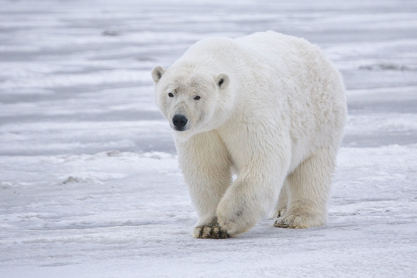 Do 2050. broj bijelih medvjeda biće smanjen za trećinu