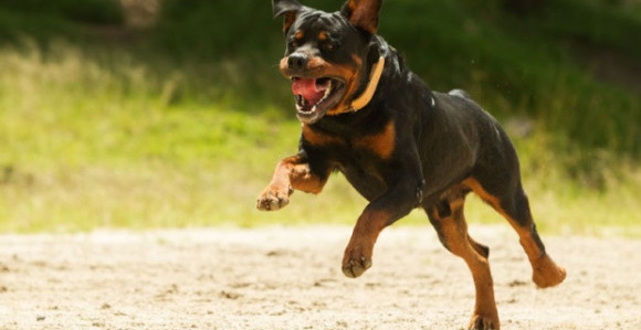 Pobjesneli rotvajler rastrgao gazdaricu