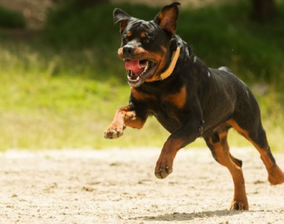 Pobjesneli rotvajler rastrgao gazdaricu