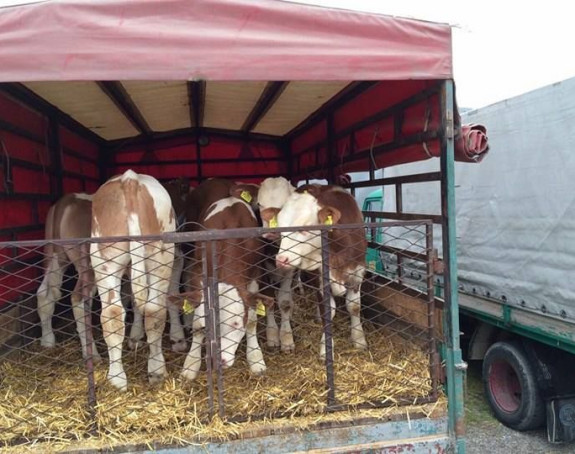 Veterinarska inspekcija najavila rigoroznije kontrole