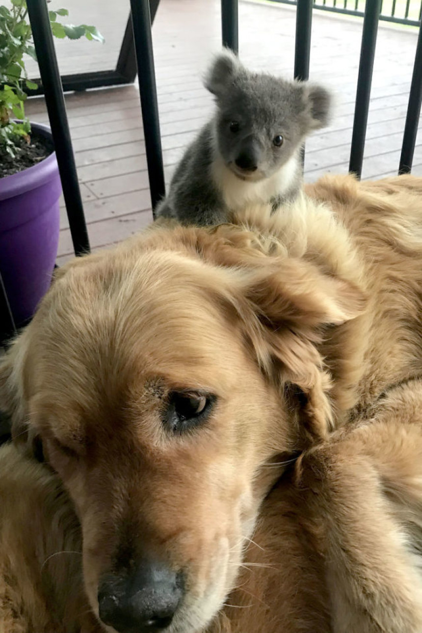 Пас изненадио власнике када се појавио са бебом коале којој је спасио живот!