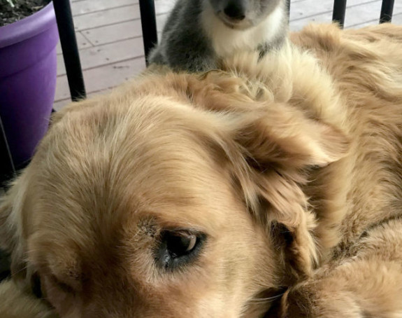 Pas iznenadio vlasnike kada se pojavio sa bebom koale kojoj je spasio život!