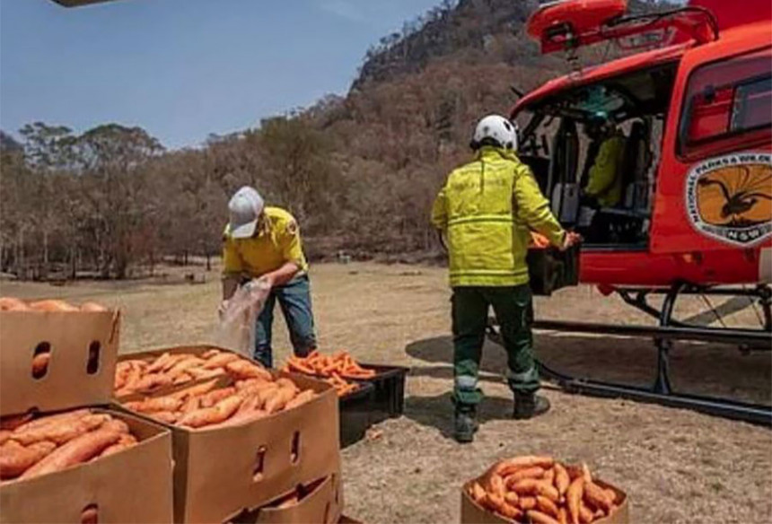 Australijanci iz aviona izbacuju mrkvu za životinje