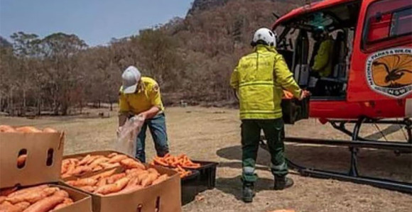 Аустралијанци из авиона избацују мркву за животиње
