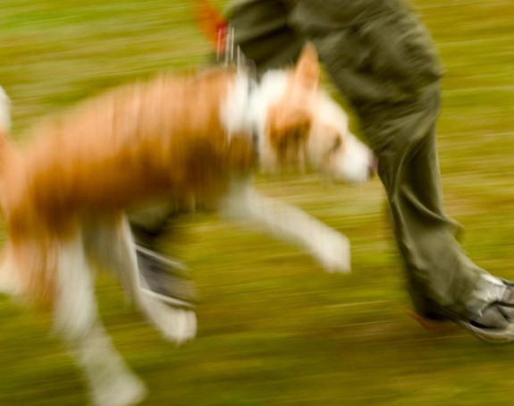 Сплит: Пас без брњице скочио на бебу у парку