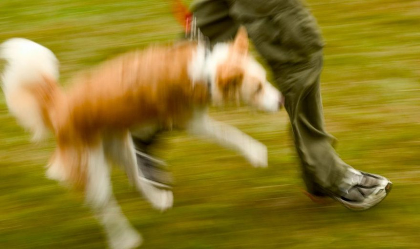 Split: Pas bez brnjice skočio na bebu u parku