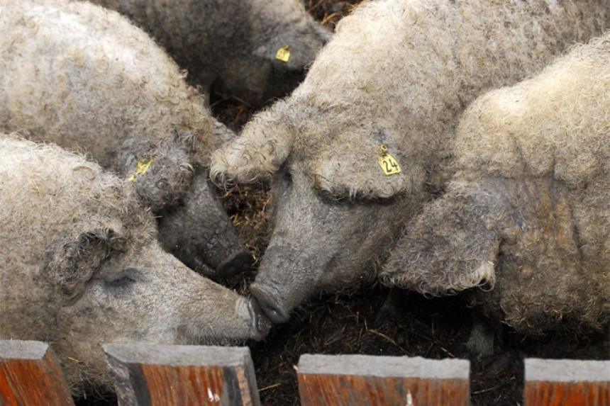 Užas u Poljskoj: Jesu li farmera pojele svinje?