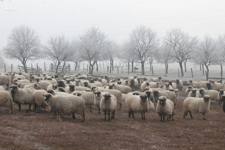 Psi poklali ovce u selu Grbavci kod Gradiške