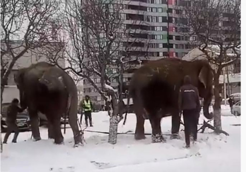 Слонови побегли из циркуса да би се играли у снегу! (ВИДЕО)