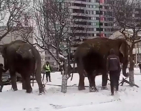 Slonovi pobegli iz cirkusa da bi se igrali u snegu! (VIDEO)