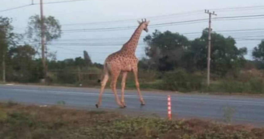 Žirafe pobjegle iz kamiona na putu ka zoo vrtu