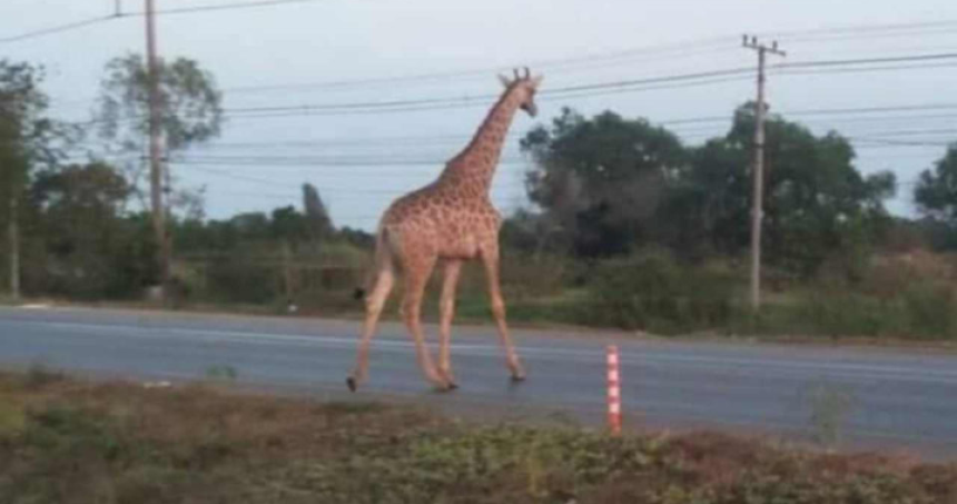 Žirafe pobjegle iz kamiona na putu ka zoo vrtu