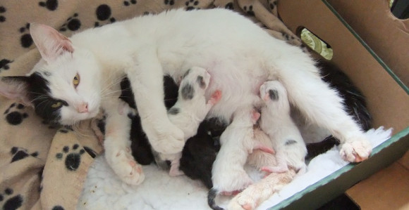 Udomila jednu skotnu mačku, a dobila više od 100!