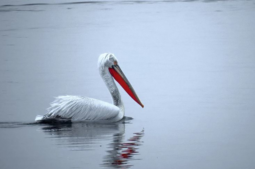 На Дунаву се појавили пеликани након 100 година