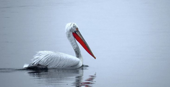 Na Dunavu se pojavili pelikani nakon 100 godina
